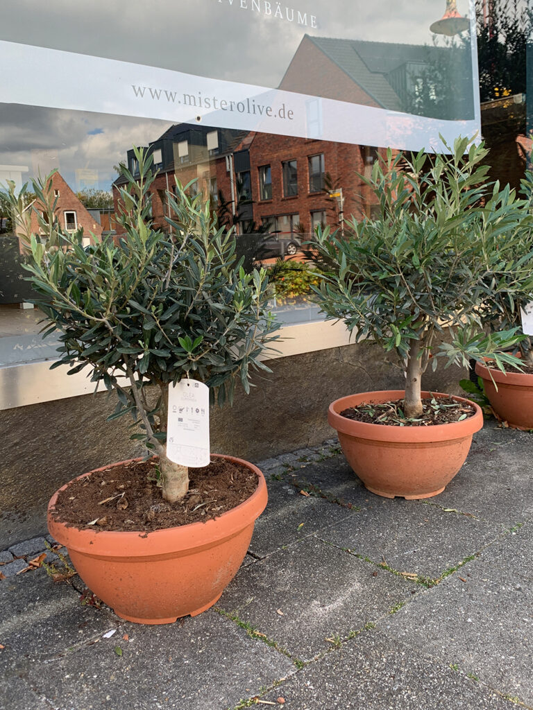 Olijfbomen Tubbergen